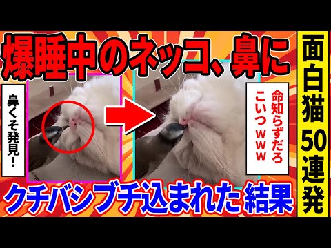 【2ch動物スレ】鳥さん、猫の鼻穴にくちばしを丸ごと挿入→反応がヤバすぎるｗｗｗｗｗ