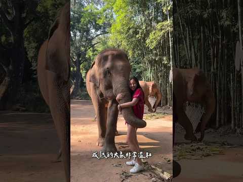 清邁🐘體驗營🇹🇭 Kerchor elephant eco park Chiang Mai