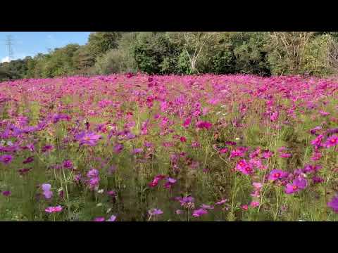 江汐公園のコスモス満開