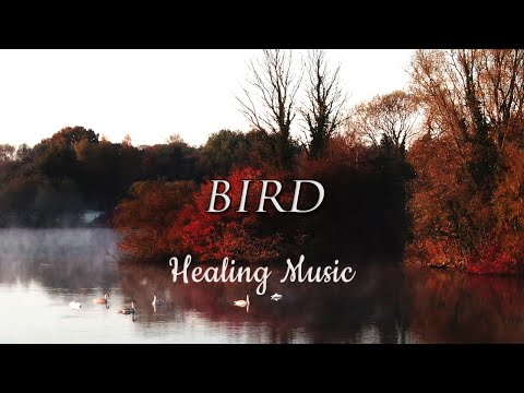 Healing music 🎈 Relieves stress, heals the mind, relaxes music with the image of "birds" [Long BGM]