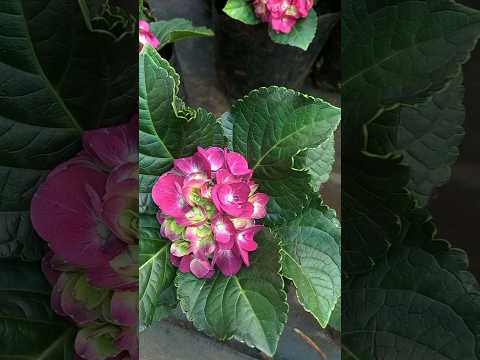 hydrangea🌸🌺#gardendreams #gardenplants#garden #wayanad#plants #plantsale #youtubeshorts#hydrangea