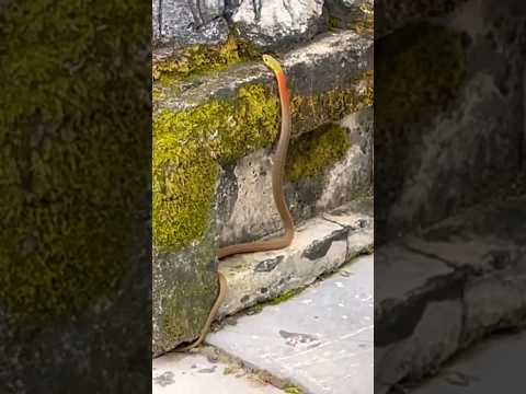 Journey through Time: Snake Encounter in Hue's Imperial City Walking Tour #travel #hue #vietnam