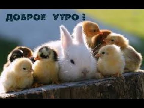 С добрым утром, просыпайся! Классное видео пожелание! #сдобрымутром