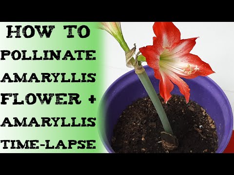 how to pollinate amaryllis flower 孤挺花繁殖授粉 孤挺花繁殖授粉 Cómo polinizar un Amarilis