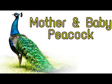 Baby peacocks / Peachicks and mother peahen /peacock sound  @InduThoughts