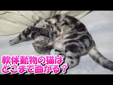 軟体動物の猫はどこまで曲がるのか（アメリカンショートヘア）