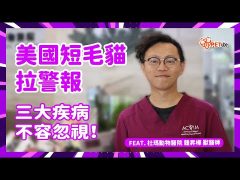 美國短毛貓拉警報🚨三大疾病不容忽視！Feat. 鍾昇樺醫師【哈寵小學堂】｜#哈寵PETube 第300集