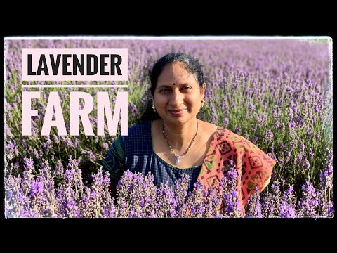 Lavender fields in London|Mayfield Lavender farm|Telugu Vlogs from London