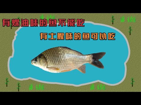 为何有“煤油味”的鱼不能吃，有“土腥味”的鱼可以吃？答案在这