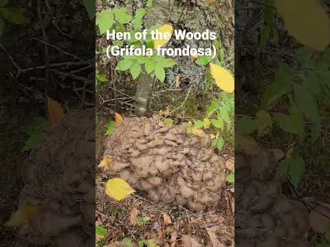 Hen of the Woods Twin Mushrooms!