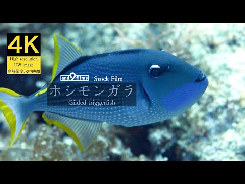 【4K 水中映像】ホシモンガラ / Gilded triggerfish / Xanthichthys auromarginatus