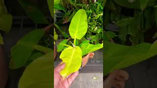 Philodendron moonlight on clearance sale @lowes  #shorts #philodenronmoonlight #plantsale