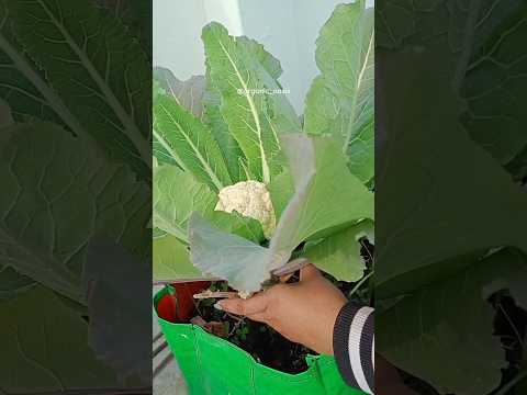 harvesting organic cauliflower from terrace garden #gardening #shorts #terracegarden