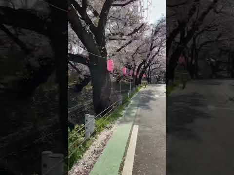 東川の桜並木｜埼玉県 所沢市 西新井町