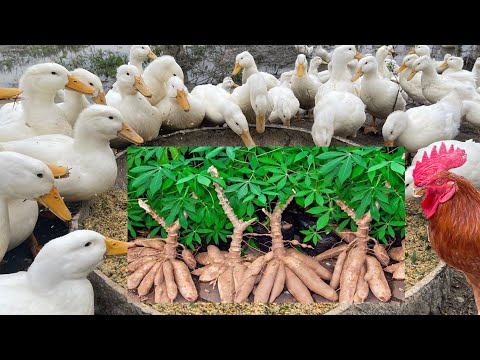 How to ferment cassava as a reserve feed for poultry - chicken farm