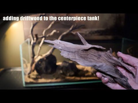 Scaping the Centerpiece Tank | Episode 2: Adding Driftwood and Some Tips!