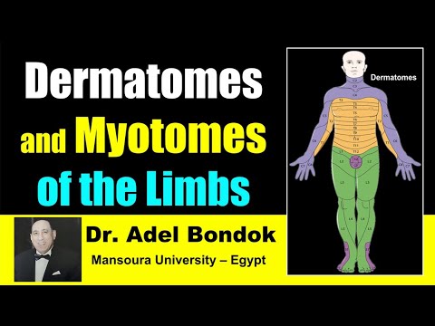 Dermatomes and Myotomes of the Body, Dr Adel Bondok