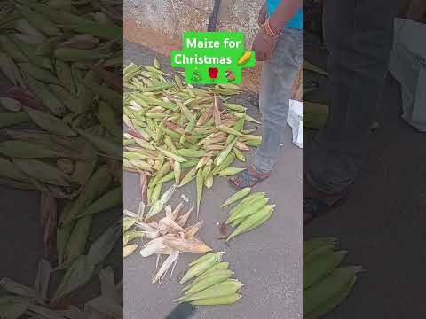 Enjoy Maize for Christmas 🌽 🎄🎁.    #viralshort #maize #corn #christmas #farming #farmer #farmlife