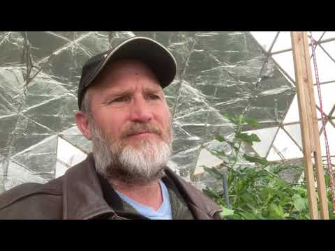 How to use Young Chickens to Keep Greenhouses Bug Free