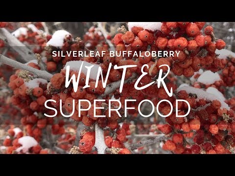 Silverleaf Buffaloberry | Winter Superfood