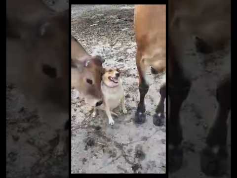 Farm Dog Has Pet Cattle 🐕 🐄