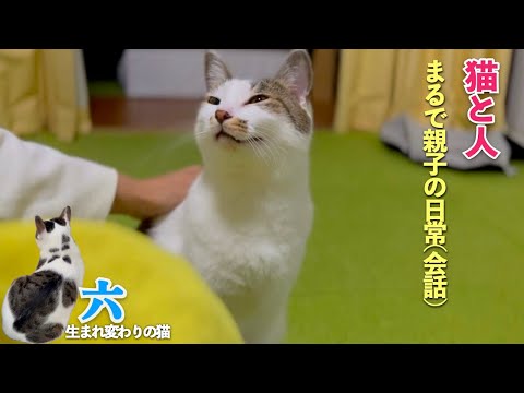 猫と人のまるで親子のような日常(会話) 愛猫のおしゃべりと会話をしている時の表情もご覧ください | [生まれ変わりの猫] 六