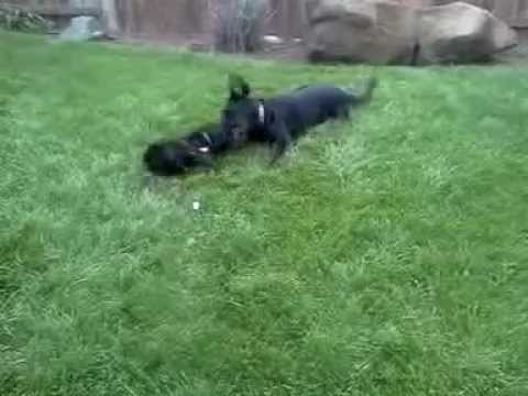 Dog and puppy wrestling