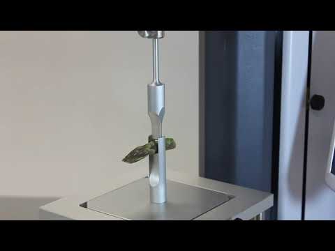 Evaluation of Asparagus by Shear Test