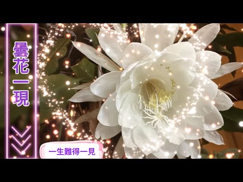 【老貓花事】縮時攝影，很多人一生都沒見過的——曇花一現 Queen of the Night plant blooms #昙花一现 #queenofthenight #缩时摄影 #延时摄影 #昙花