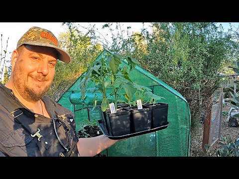 Heating a Mini Walk-in Greenhouse for Pennies a Day! AMAZING RESULTS SHARED!!