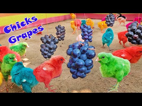 Comic MURGI Baby Chicks Vs Grapes Fruit Hen Gallina Videos