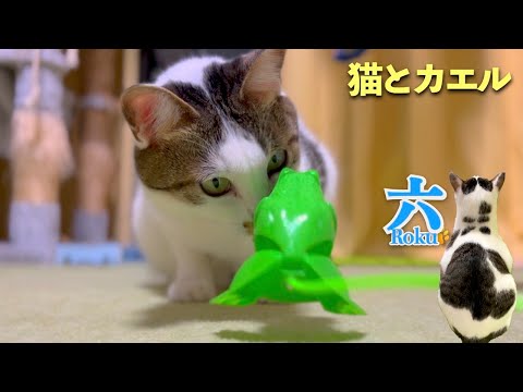 愛猫にお友達候補のカエルさんをプレゼントしたら反応が可愛すぎました | [生まれ変わりの猫] 六 (Roku)