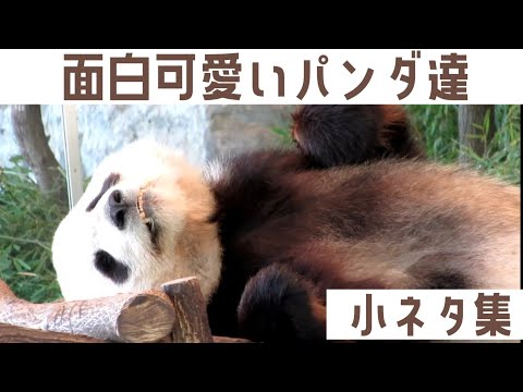 おもしろぱんだ小ネタ集①　７個の小ネタをまとめました🐼🐾