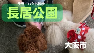 長居公園・愛犬とお散歩【大阪】