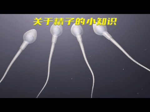 没想到精子是这样诞生的，带你看一场人生中第一场比赛是如何取胜的