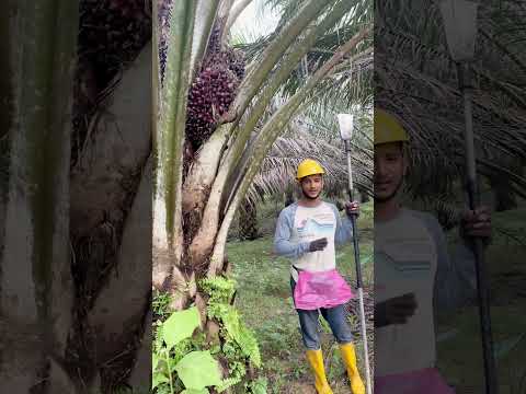 Itna dar lagta h 😃 #india #malaysia #harvesting #viralshort #foryou #shorts #ytshortsvideo