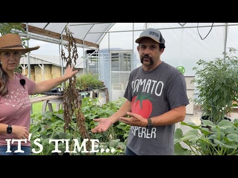 We Have To Start Over! Some of the tomato plants DIDN’T survive.