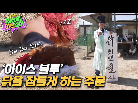 [예고] 닭에게 최면을 걸 수 있다면 믿으시겠습니까? | 와!진짜? 세상에 이런일이