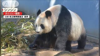 上野動物園の雄パンダ・リーリーに発情の兆候(20/01/22)