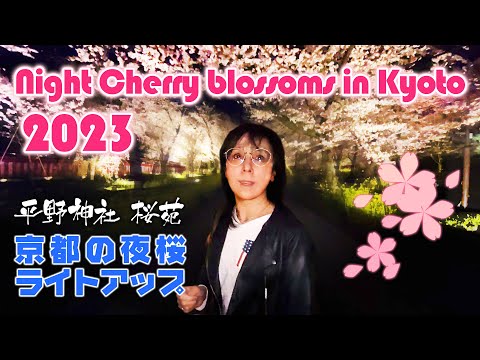 【京都の夜桜】平野神社桜苑に行ってみました。Night Cherry Blossoms in Kyoto 2023