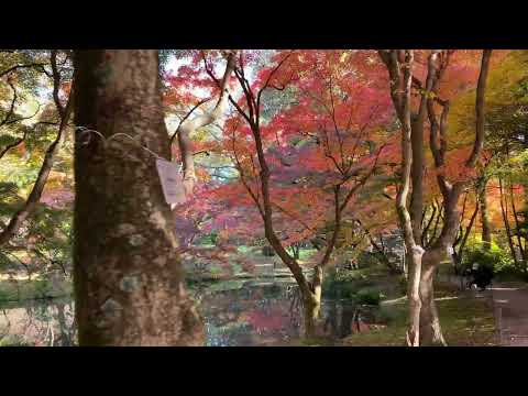 植物園の紅葉状況（2024年12月2日）