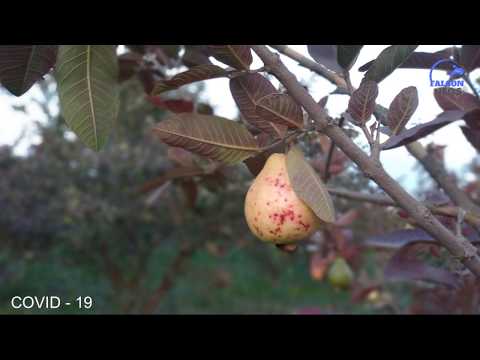 COVID 19 | Lock-down Made Bonding With Nature |  Falcon Neos