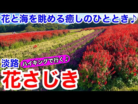 【淡路観光】大阪湾を望みながらサルビアを鑑賞 あわじ花さじき