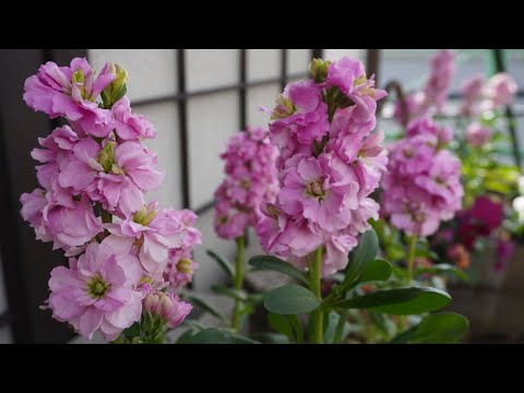 種まきしたストックとビオラ パンジーが開花