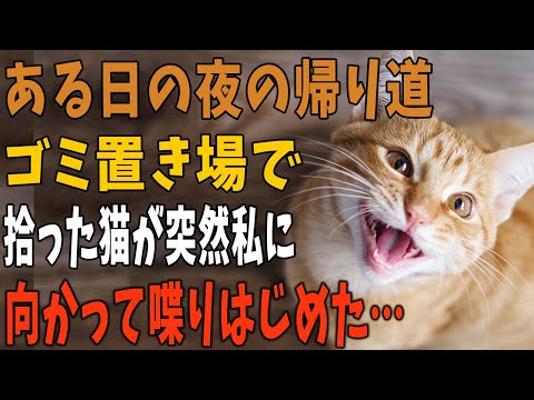 【猫の不思議な話】彼氏に振られてヤケ酒をした帰り道。どこからか声が聞こえてきて周囲を見渡すとゴミ置き場に子猫…。拾って家で様子を見ていたら突然話し始め…【朗読】