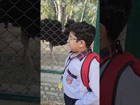 Biggest bird in the world #chenablyceum #school #subscribe #safaripark