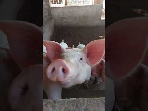 Backyard Piggery of my cousin in Bohol