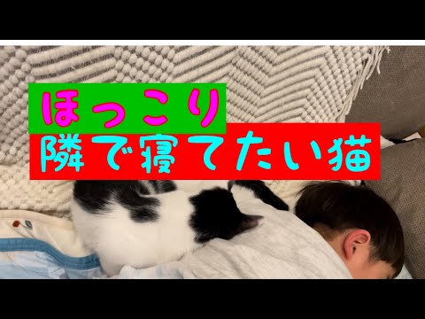 ほっこり動画　息子と猫の添い寝　#ほっこり　#猫 #猫動画 #猫のいる生活 #猫のいる暮らし #ねこ #ねこのいる暮らし #ねこのいる生活 #5歳児