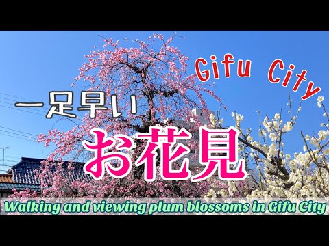 【岐阜市】一足早いお花見と〇〇との再会 /ume (plum) grove park/Gifu city