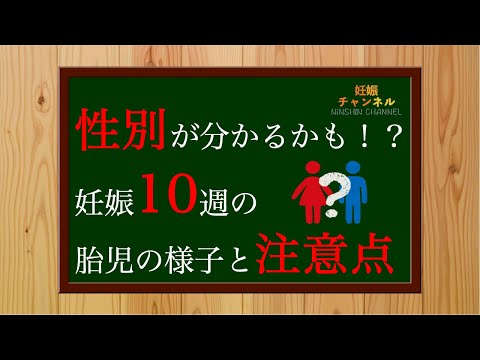 【妊娠10週】性別が分かるかも！？妊娠10週の胎児の様子と注意点とは？